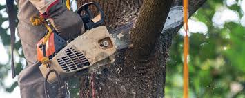Best Tree Maintenance Programs  in Tenaha, TX