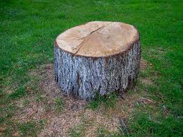 Best Tree and Shrub Care  in Tenaha, TX